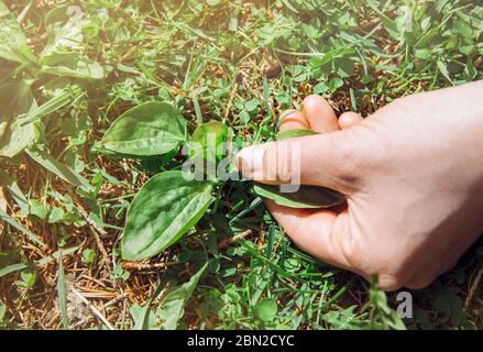 Donna mano che raccoglie Plantago maggiore, foglia larga plantain, piede bianco dell'uomo, o più grande plantain foglie fresche di pianta per rimedio di erbe. Foto Stock