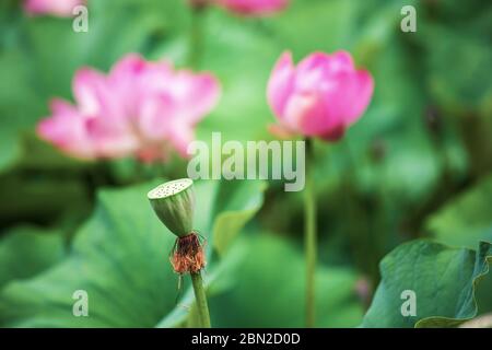 Specie di anfibi erbacei perenni del genere Lotus (Nelumbo) della famiglia monotipica Lotus (Nelumbonaceae). Foto Stock