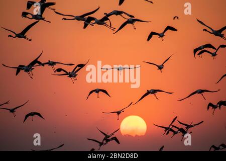 Un gruppo di fenicotteri più grandi (fenicottero roseo) che volano durante il tramonto arancione bello in Bhigwan, Maharashtra, India. Foto Stock