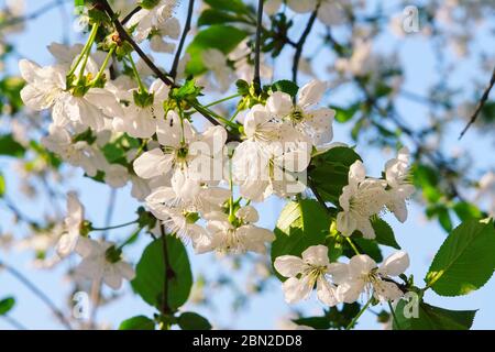 Un fiore di ciliegio è un fiore di molti alberi del genere Prunus. La specie più conosciuta è la ciliegia giapponese, Prunus serrulata, che è comunemente ca Foto Stock