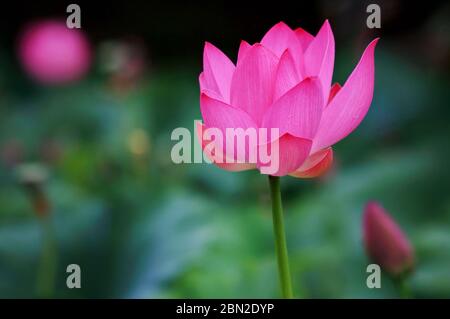 Specie di anfibi erbacei perenni del genere Lotus (Nelumbo) della famiglia monotipica Lotus (Nelumbonaceae). Foto Stock
