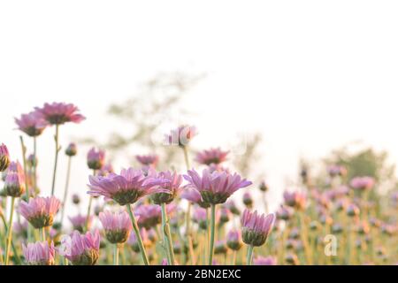 Fiore Chryslanthemum rosa in campo con il flare dal sole e dolce caldo sfondo bokeh. Foto Stock