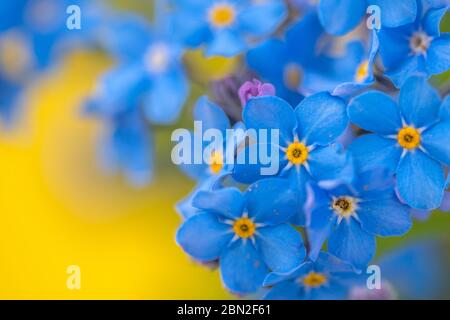 Closeup di Myosotis sylvatica, piccoli fiori blu su uno sfondo sfocato Foto Stock