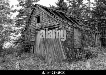 Un vecchio, intemperato, shack nel bosco. Lati in legno di ciottoli e porte in legno. La maggior parte del tetto scavato dentro e una delle porte è appesa sciolta. Vegetazione Foto Stock