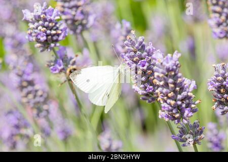 Impollinazione di insetti closeup. Cavolo bianco farfalla impollinare una pianta di lavanda (lavandula angustifolia) in un giardino, Regno Unito Foto Stock