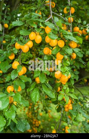 Albero di frutta con prugne mirabelle mature in un giardino inglese del frutteto britannico Foto Stock