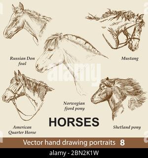 Disegno manuale di razze di cavalli. Elegante testa di cavallo isolata su sfondo beige. Matita, inchiostro mano disegnato ritratto realistico. Raccolta di animali. Goo Illustrazione Vettoriale