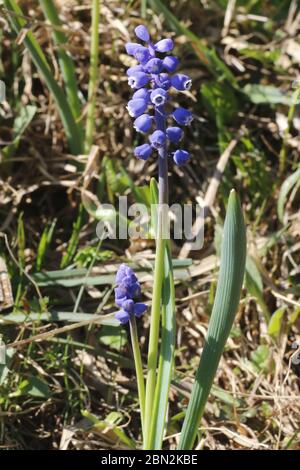 Kleine Traubenhyazinthe, Muscari botryoides Foto Stock