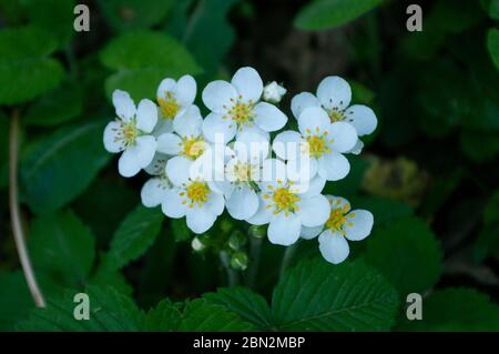 Fiori di fragola selvaggi nella foresta, in primavera. Eco herbals per il tè. Primo piano. Foto Stock