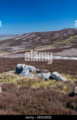 Pattumata di habitat erica in primavera a Whitaside Moor nel Yorkshire Dales National Park, Regno Unito. Foto Stock