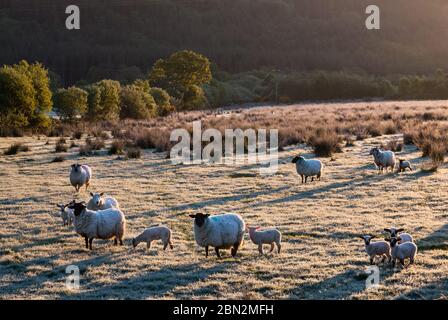 Ballingeary, Cork, Irlanda. 12 maggio 2020. Un allevamento di pecore grase su un terreno coperto di gelo fuori Ballingeary, Co. Cork, Irlanda. - credito; David Creedon / Alamy Live News Foto Stock