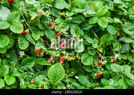 Coltivare fragole rosse e fragole selvatiche in serra Foto Stock