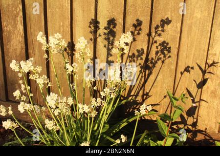 Piccola pianta di fiori bianchi (fiore) di fronte ad una recinzione a Manchester, Inghilterra Foto Stock