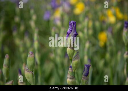 Gemme di fiori blu iris (iridaceae) di fronte a uno sfondo sfocato in verde, giallo e blu Foto Stock