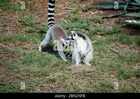 Coppia di lemuri con coda ad anello che si comunicano seduti in primo piano sull'erba Foto Stock