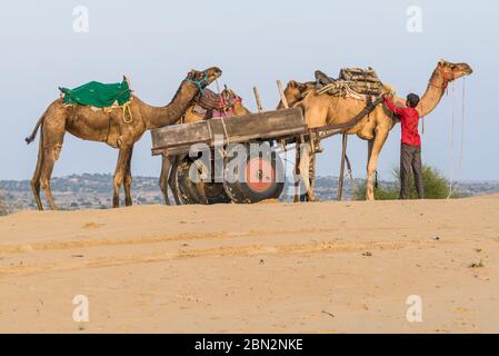 Tre cammelli con un carro e una persona in piedi nel deserto del Thar, India. Parte di un tour in cammello/giro/viaggio per turisti Foto Stock