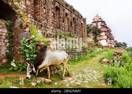 Orchha, Madhya Pradesh, India : UNA mucca vaga tra le scuderie di cammelli rovinati all'interno del complesso di Forte di Orchha. Jahangir Mahal palazzo sullo sfondo. Foto Stock