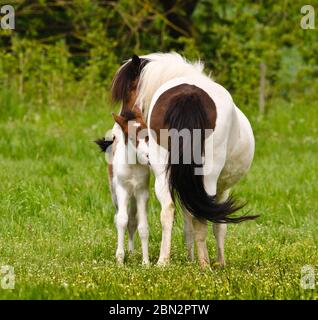 Un bel piccolo e carino volpe di un cavallo islandese con interessanti segni di pelliccia vicino ad esso`s madre nel prato Foto Stock