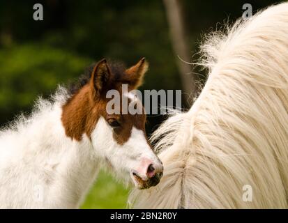 Un bel piccolo e carino volpe di un cavallo islandese con interessanti segni di pelliccia vicino ad esso`s madre nel prato Foto Stock