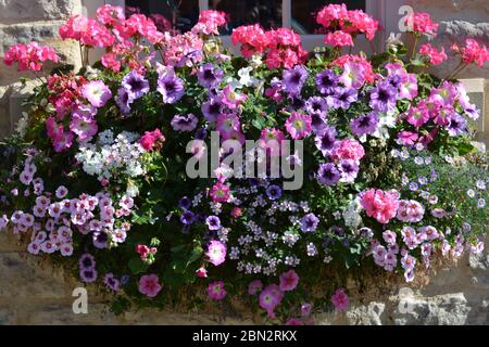 Finestra colorata piena di fiori estivi rosa e viola, tra cui petunie e pelargoniums Foto Stock