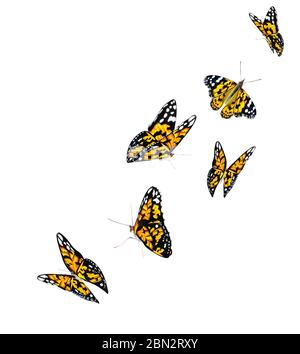 Arancione bella farfalle volante isolato su sfondo bianco. Farfalle Monarch in Motion.illustrazione 3d Foto Stock