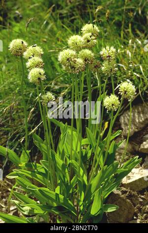 Allermannsharnisch, Allium victorialis Foto Stock