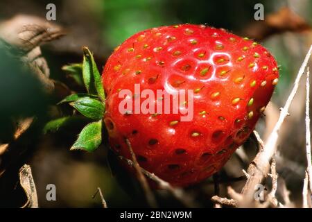 Primo piano di fragole che crescono in un campo Foto Stock