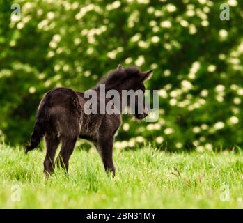 Un piccolo e carino nemico nero e marrone scuro di un cavallo islandese sta giocando, saltando, pascolo e guardando da solo nel prato Foto Stock