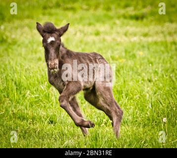 Un piccolo e carino nemico nero e marrone scuro di un cavallo islandese sta giocando, saltando, pascolo e guardando da solo nel prato Foto Stock