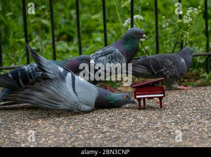 Londra, Regno Unito. 12 maggio 2020. METEO Primavera giorno a St James Park, Londra Pigeon Columba Palumbus Credit: Ian Davidson/Alamy Live News Foto Stock