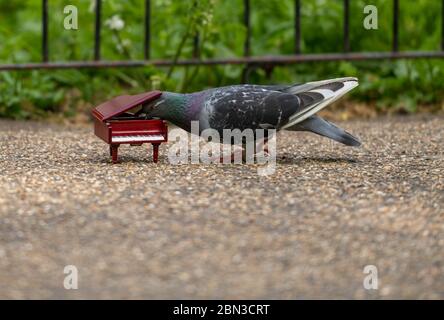 Londra, Regno Unito. 12 maggio 2020. METEO Primavera giorno a St James Park, Londra Pigeon legno, Columba palumbus Credit: Ian Davidson/Alamy Live News Foto Stock