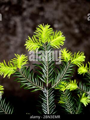 ramoscello di conifere, gemme. Giovani germogli verdi aghi di chiodatura dell'albero di conifere. Germogli di ramoscello di conifere in crescita fresca . Foto Stock