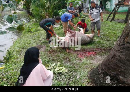 Una tradizione importante per Eid al-Adha (festa musulmana del sacrificio) è il sacrificio di un animale. KEP. Cambogia. Foto Stock