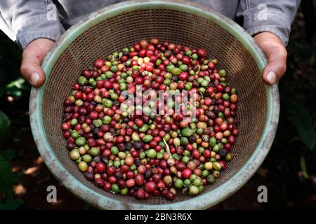 Piantagione di caffè. Coltivatore che mostra i chicchi di caffè rossi e verdi e selezionati. Foto Stock