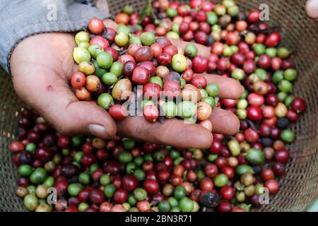 Piantagione di caffè. Contadino che mostra i chicchi di caffè rossi e verdi e raccolti in mano. Foto Stock