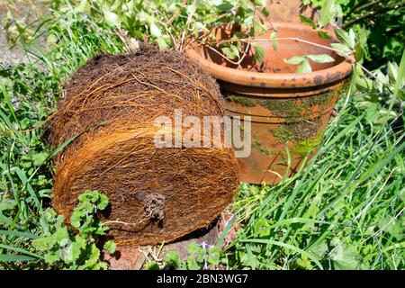 Radice legata POT di pianta clematis rimosso da terra cotta POT per la divisione e repootting in primavera in un giardino di campagna nel Galles Regno Unito. KATHY DEWITT Foto Stock