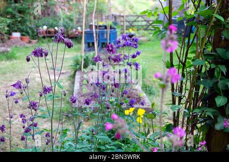 Aquilegia vulgaris fiori in fiore in un piccolo giardino di campagna Nel mese di maggio rurale Galles Gran Bretagna Regno Unito KATHY DEWITT Foto Stock