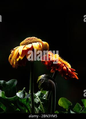 A margherita in varie fasi di crescita. Foto Stock