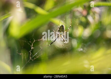 Ragno femmina (Argiope bruennichi). Fotografato in una calda giornata di sole in habitat naturale su sfondo sfocato. Regione di Tambov, Russia. Foto Stock