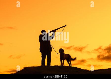 Cacciatore in prato al tramonto / tiro all'alba con fucile da caccia / fucile da caccia e cane Weimaraner silhoueted contro il cielo arancione Foto Stock