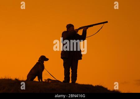 Cacciatore in prato al tramonto / tiro all'alba con fucile da caccia / fucile da caccia e cane Weimaraner silhoueted contro il cielo arancione Foto Stock