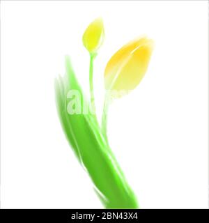 Tulipano giallo con illustrazione vettoriale in stile acquerello Illustrazione Vettoriale