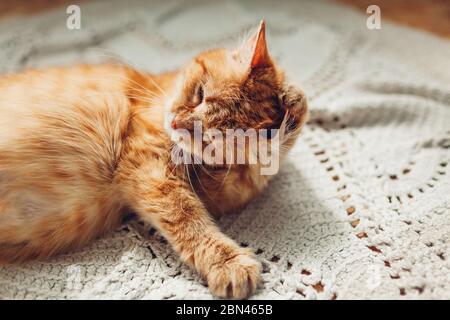 Ginger gatto lavaggio orecchio sdraiato sul tappeto a pavimento a casa. Pulizia degli animali domestici su moquette. Animali accoglienti e confortevoli Foto Stock