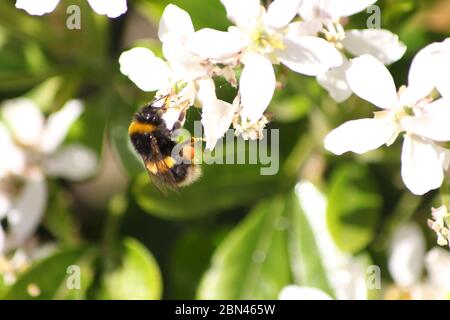 APE / BUMBLEBEE Foto Stock