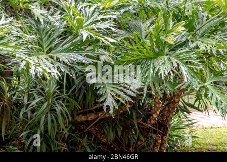 Imbe Plant (Philodendron), ampiamente utilizzato nel giardinaggio e ornamentazione, Areal, Rio de Janeiro, Brasile Foto Stock