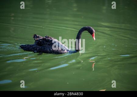 Un cigno nero che nuota al lago di Pang Ung a Mae Hong Son, Thailandia Foto Stock