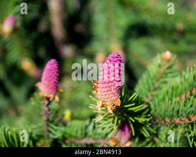 Piante di conifere rare. Albero in fiore Abete acrocona (Picea abies Acrocona), i coni assomigliano a una rosa. Aghi morbidi di colore verde chiaro. Foto Stock