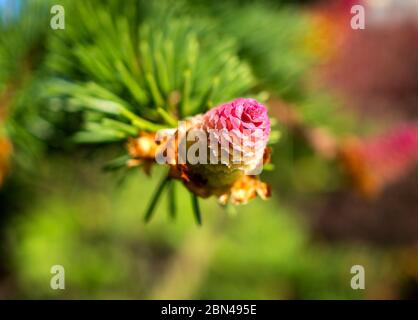 Piante di conifere rare. Albero in fiore Abete acrocona (Picea abies Acrocona), i coni assomigliano a una rosa. Aghi morbidi di colore verde chiaro. Foto Stock