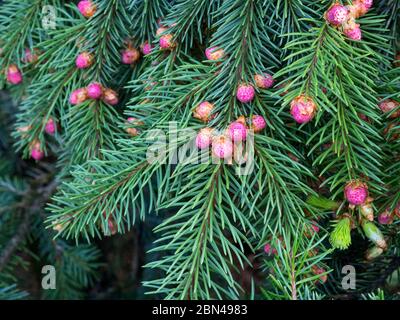 Piante di conifere rare. Albero in fiore Abete acrocona (Picea abies Acrocona), i coni assomigliano a una rosa. Aghi morbidi di colore verde chiaro. Foto Stock