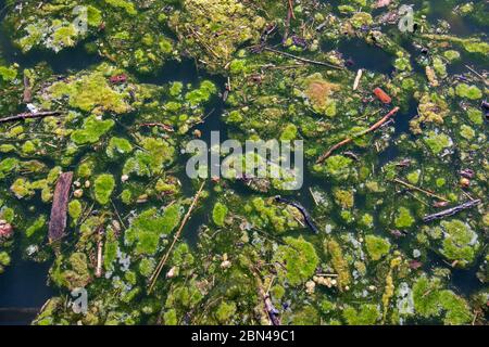 Fioritura di alghe in acqua inquinata Foto Stock